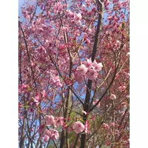 あいり
