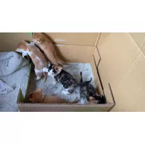 みつき