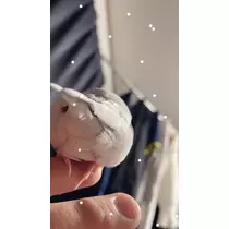 あずき