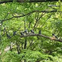 成海 まお