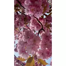 咲良 水月