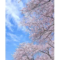 柿原 雅