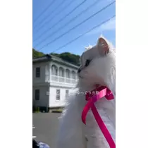 由依