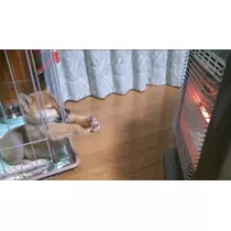 らん
