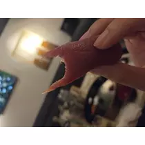 あおい