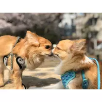 寿 りお