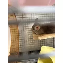 ボコボコりん