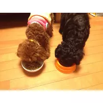 あかり