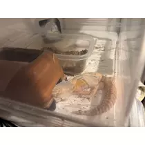 ナナ