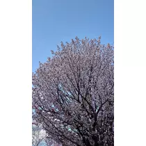 のはら かすみ