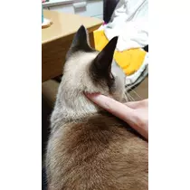 ひな