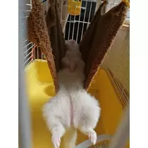 あや
