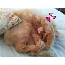 あげは