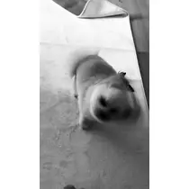 朝陽 凪