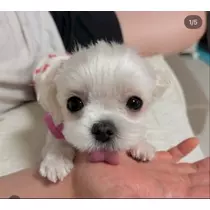 泉 ゆうき