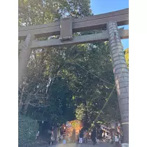 椿