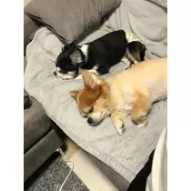 片桐 さやか