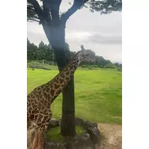 まりん