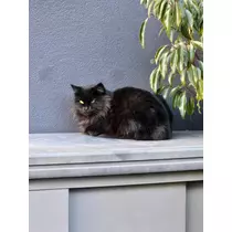 エミ （スタッフ）