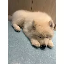 華咲 えみり