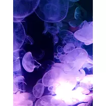 あいり