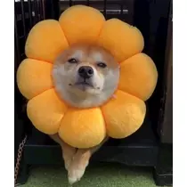 さくら