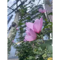 あおい