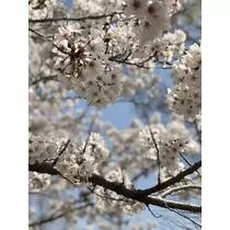 菜月