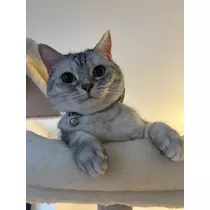 佐倉 里緒