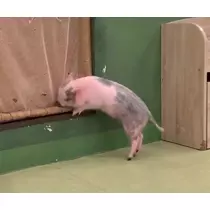 かんな