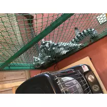 みゆ