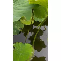 ぽぽ
