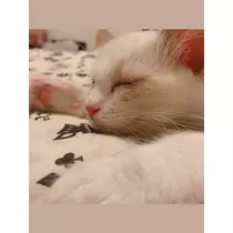 あこ