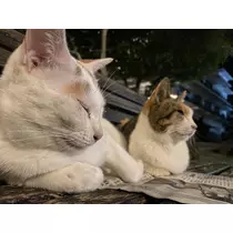 ハル