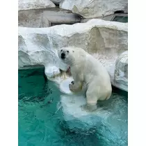 はづき