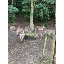 なつき