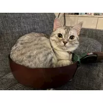 佐倉 里緒