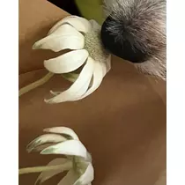 緑 四葉
