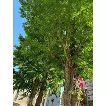 華宮 りりあ