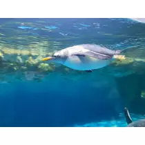 みお