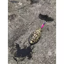 はる