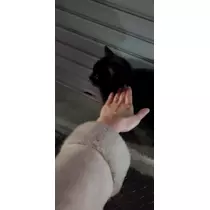 ゆきの