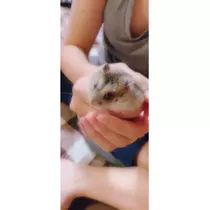 夏樹