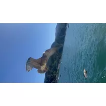 ちさ