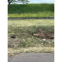 緑 四葉