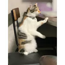 メイ
