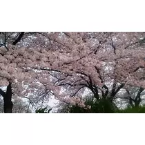 紫音