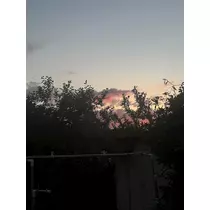 せいか