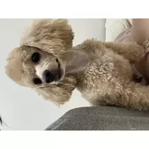 にこる
