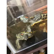 りえる